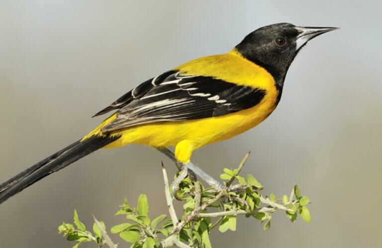 Audubon's Oriole, Tim Zurowski_Shutterstock