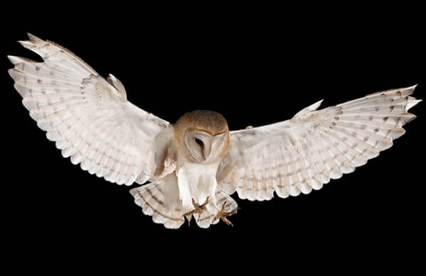 Barn Owl, FJAH, Shutterstock