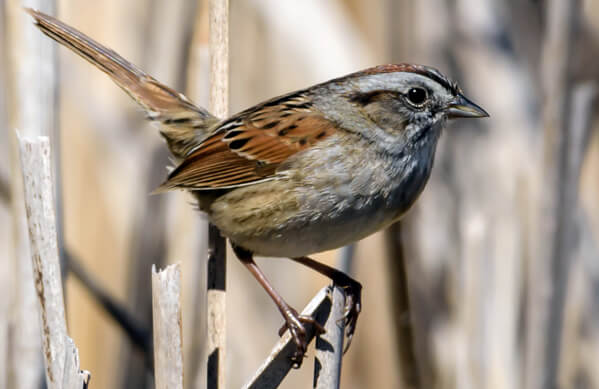 Swamp Sparrow, FotoRequest, Shutterstock