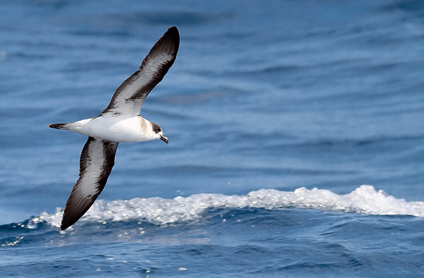 The Black-capped Petrel has been listed under the Endangered Species Act. Photo by Alfred Yan