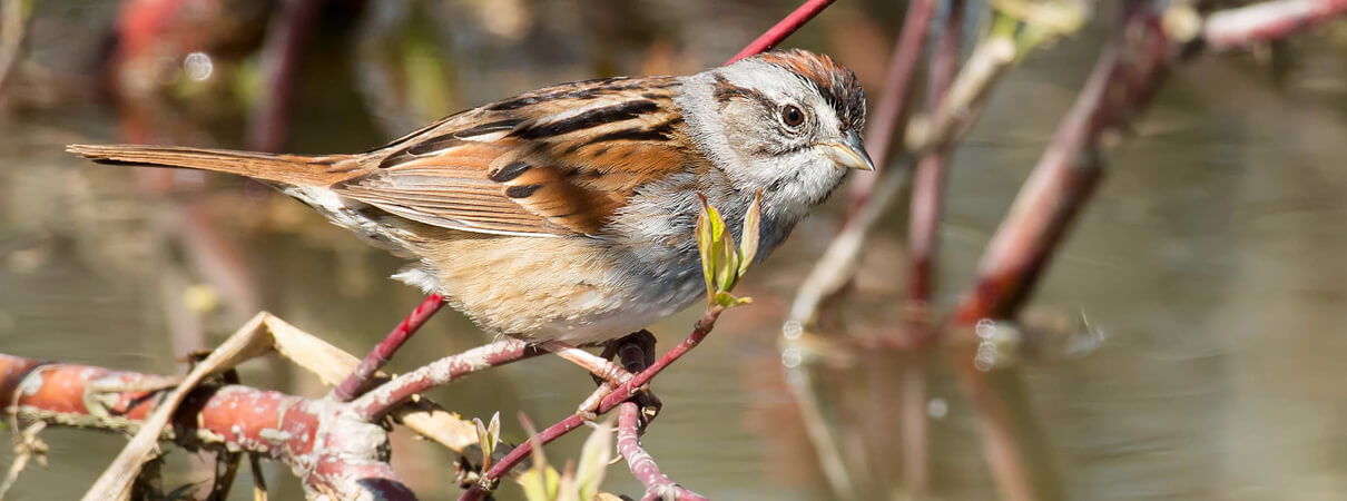 Swamp Sparrow, Paul Reeves Photography, Shutterstock