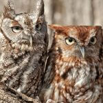 Eastern Screech-Owls, Lori Labrecque, Shutterstock