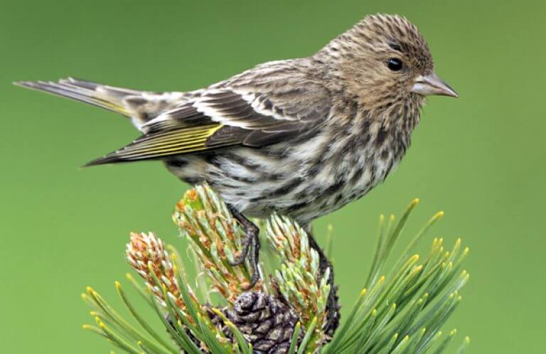 Pine Siskin, Tim Zurowski