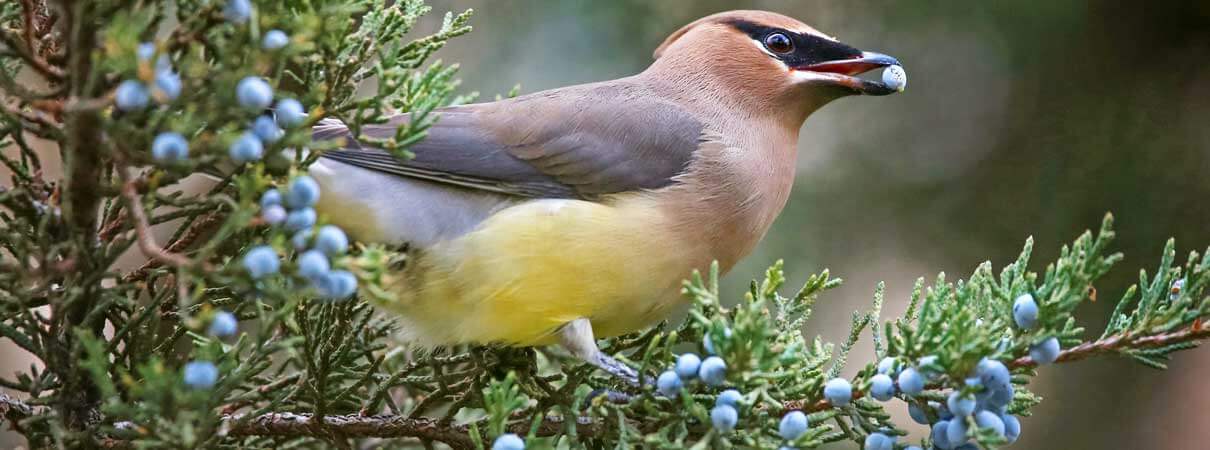 Cedar Waxwings rely on the fruits of juniper. Photo by Annette Sheaff/Shutterstock