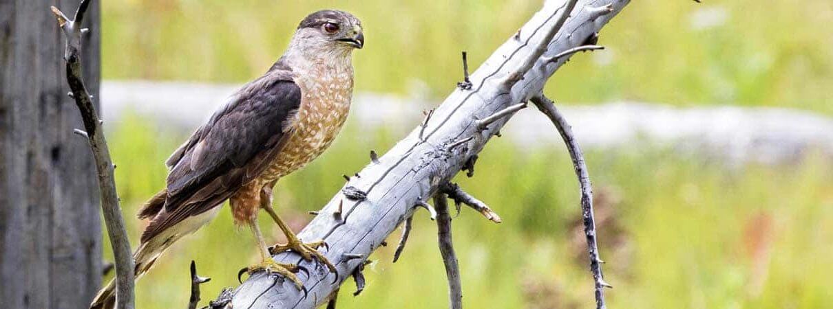Cooper's Hawk on snag by Kevin Wells Photography, Shutterstock, bird-friendly plants