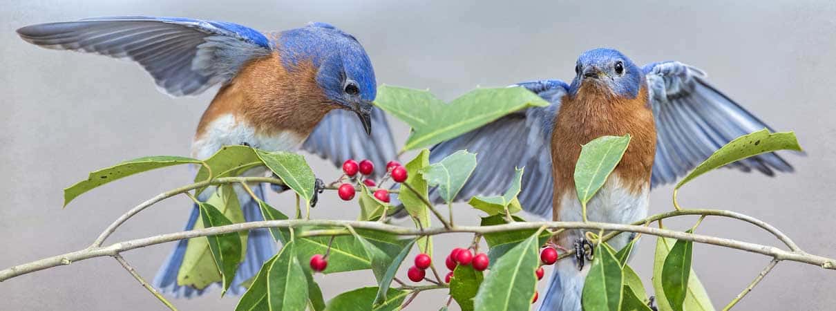 Eastern Bluebirds, Bonnie Taylor Barry, Shutterstock, bird-friendly plants