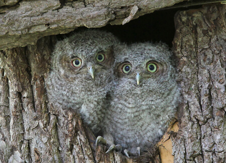 Eastern Screech-Owl chicks, Betty Rizzotti