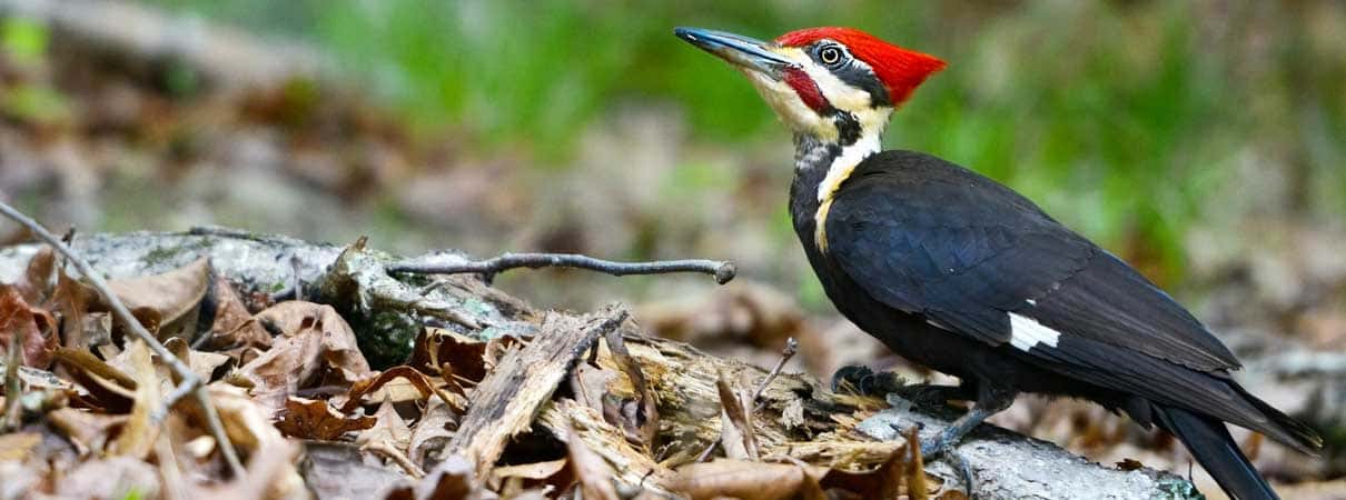 Pileated Woodpecker by Orhan Cam, Shutterstock, bird-friendly plants