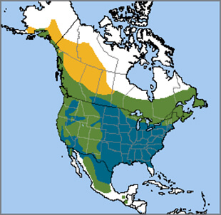Pine Siskin - American Bird Conservancy