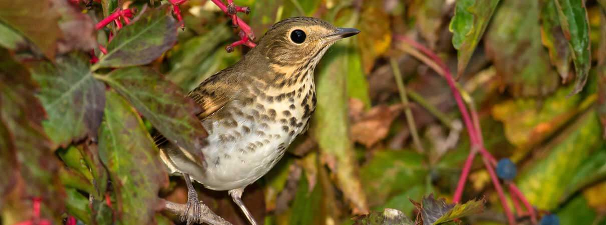 Swainson's Thrush in Virginia Creeper, a native vine that produces fruits beloved by many birds. Photo by Paul Reeves Photography/Shutterstock