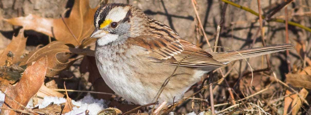 White-throated Sparrow by Elliotte Rusty Harold, Shutterstock, bird-friendly plants