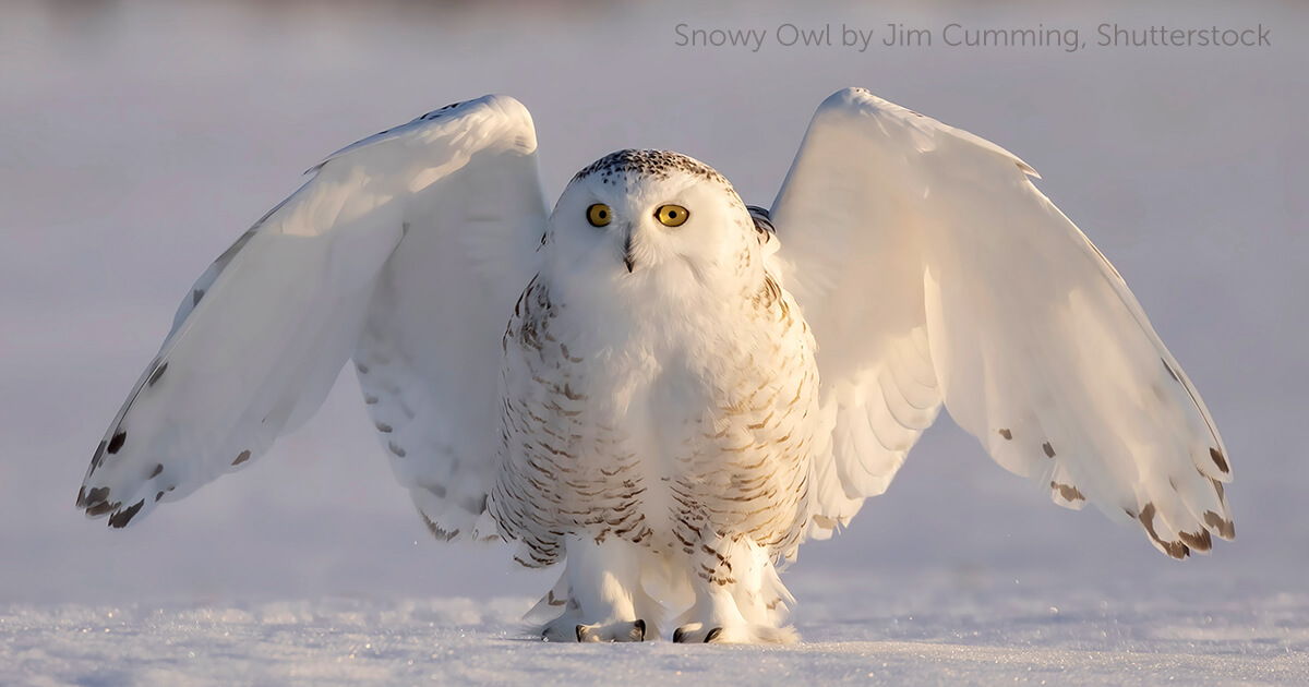 Snowy Owl - American Bird Conservancy