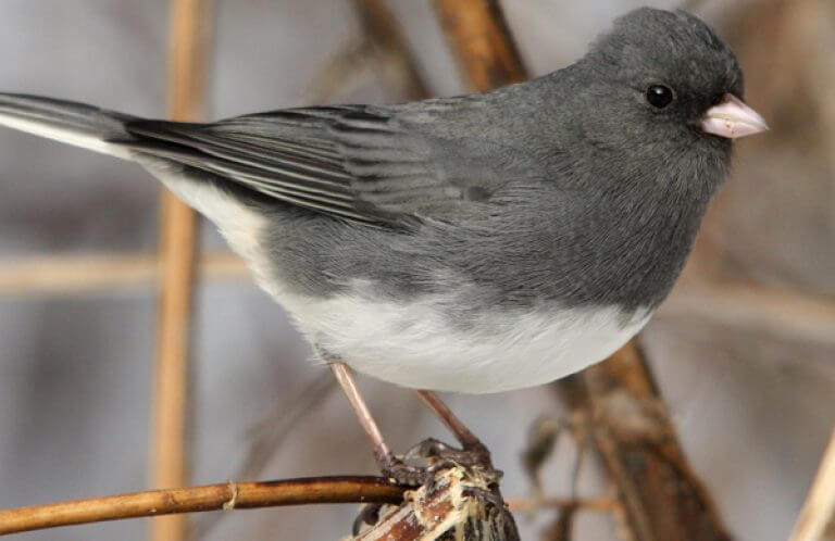 Dark-eyed Junco, Tessa Nickels