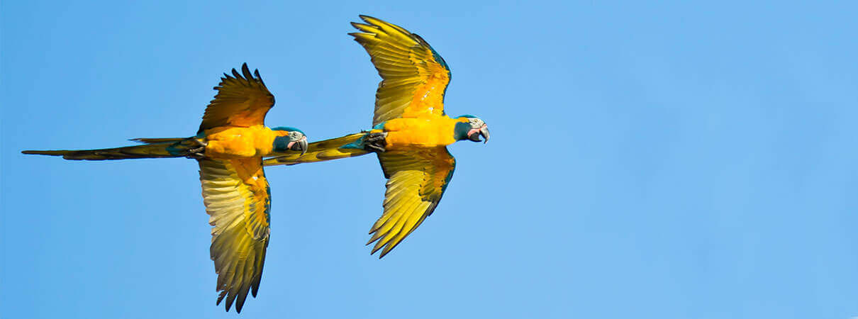 Protecting habitat for Blue=throated Macaws is one of ABC's conservation wins for birds