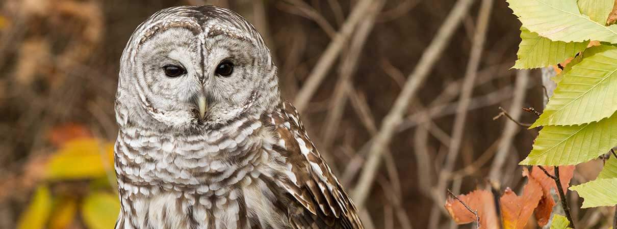 Barred Owls, like other species, is one of several famous birds chirping at night. Photo by Dennis Donohue/Shutterstock