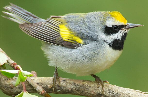 The declining Golden-winged Warbler is among many songbirds that could be affected in the Great Lakes region by advancing Emerald Ash Borer infestations. Photo by Lynda Goff