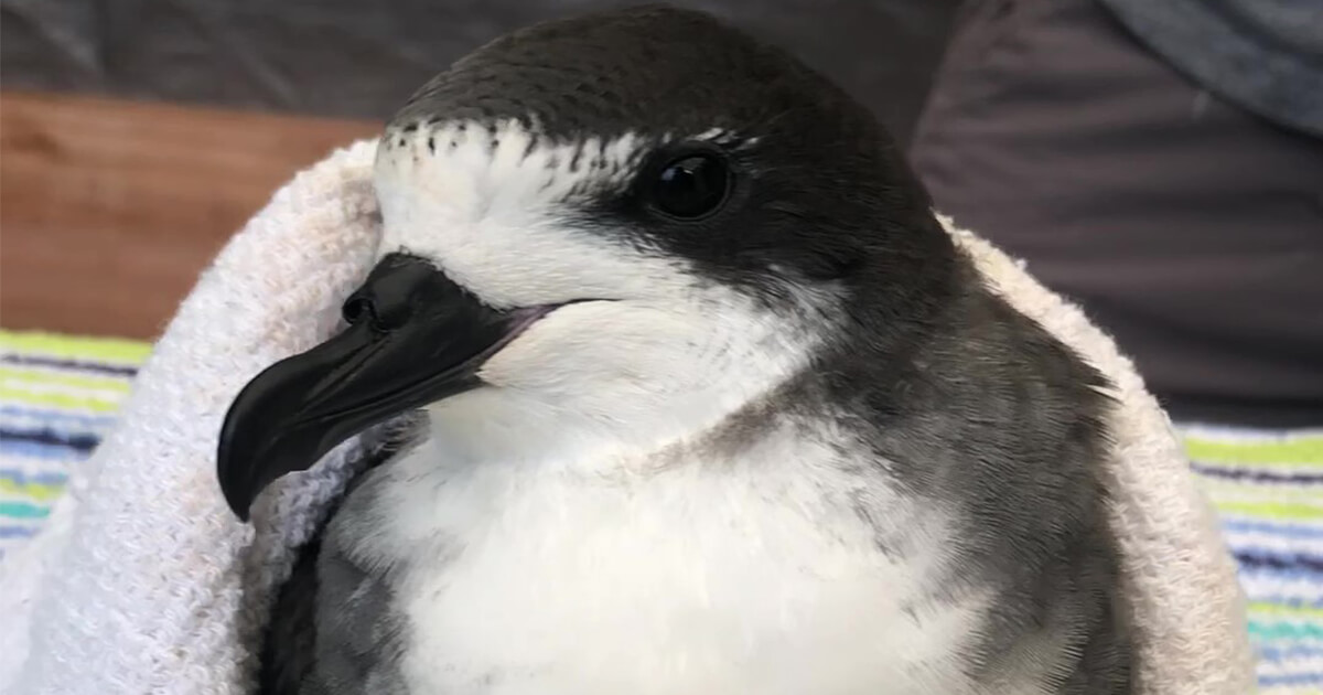 A Great Year for Endangered Hawaiian Seabirds - American Bird Conservancy