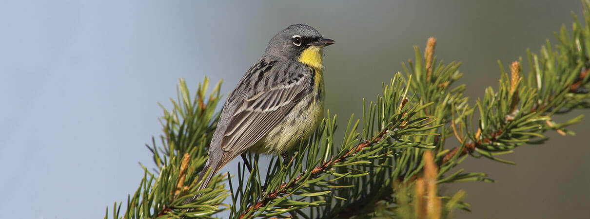 A new plan to support Kirtland's Warblers is a big conservation wins for birds