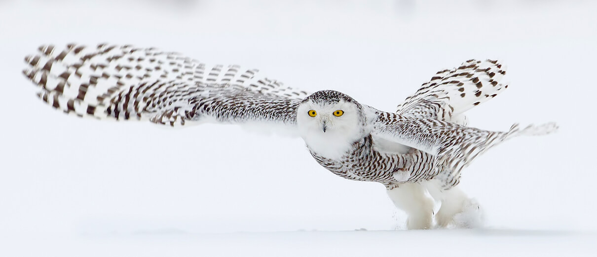 Snowy Owl by Jim Cumming