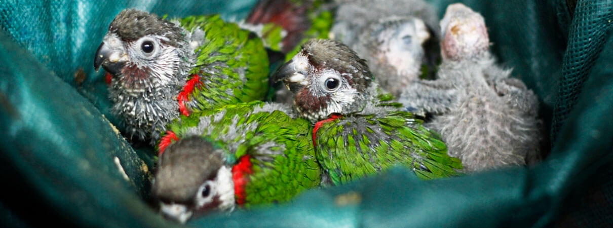Gray-breasted Parakeet chicks