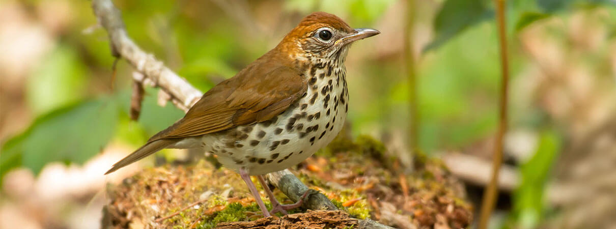 A story about Wood Thrush is one our best bird stories of 2018
