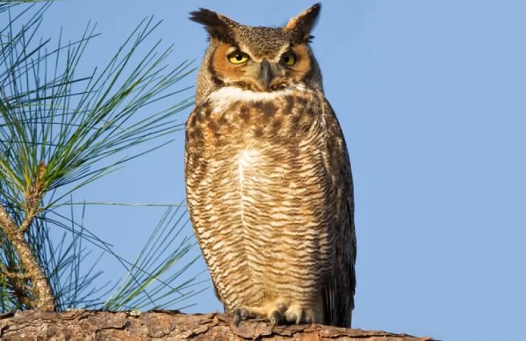 Great Horned Owl_Phaeton Place, Shutterstock