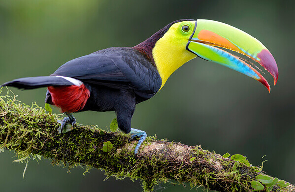 Keel Billed Toucan, PDF, Birds