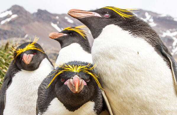 Macaroni Penguins, JCTravelography, Shutterstock