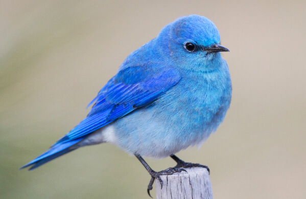 Mountain Bluebird - American Bird Conservancy