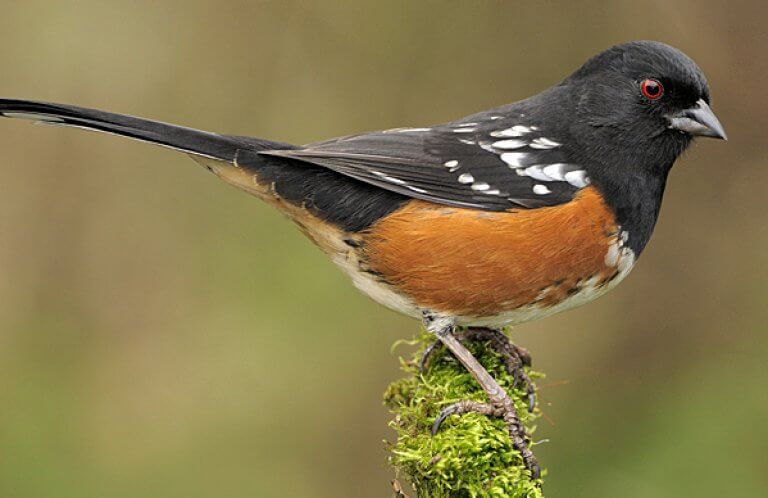 Spotted Towhee, Tim Zurowski