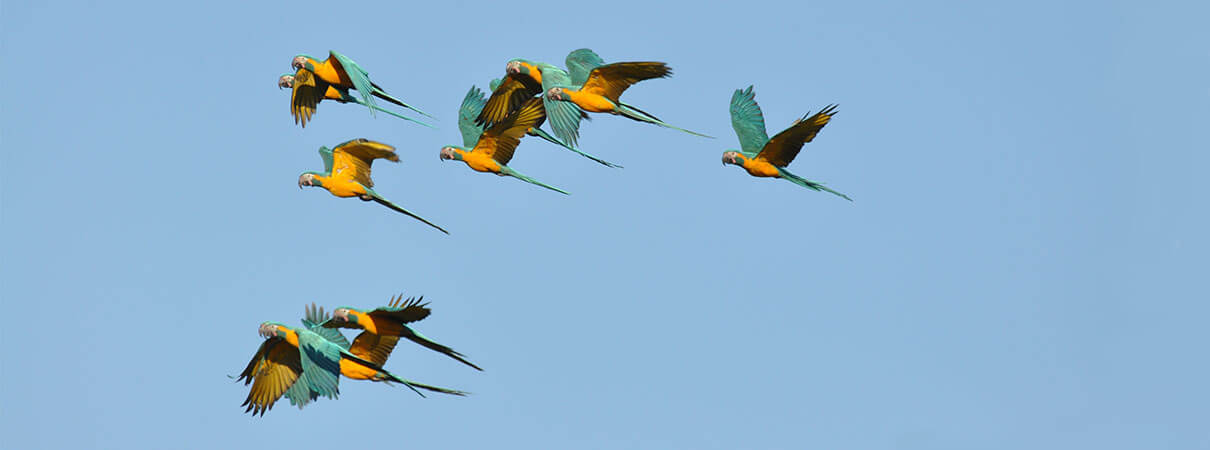 Blue-throated Macaws. Photo by Sebastian Herzog