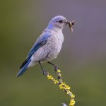 Mountain Bluebird female. Photo by Tim Zurowski/Shutterstock.