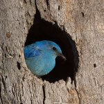 Mountain Bluebird in nest hole. Photo by Tom Reichner/Shutterstock.