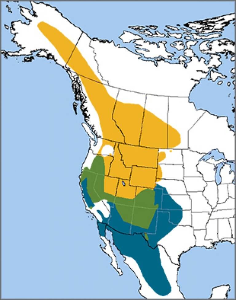 Mountain Bluebird | American Bird Conservancy