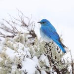 Mountain Bluebird. Photo by Ariel Celeste Photography/Shutterstock.