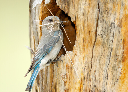 Female Mountain Bluebird with nesting materials by Paul Tessier, Shutterstock
