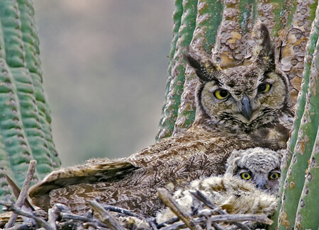 Great Horned Owl and chick, Alan Wilson