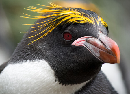 Macaroni Penguin close-up_Jame Stone76, Shutterstock