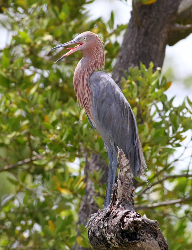 Reddish Egret perched in mangrove trees. By Greg Homel/Natural Elements Productions.