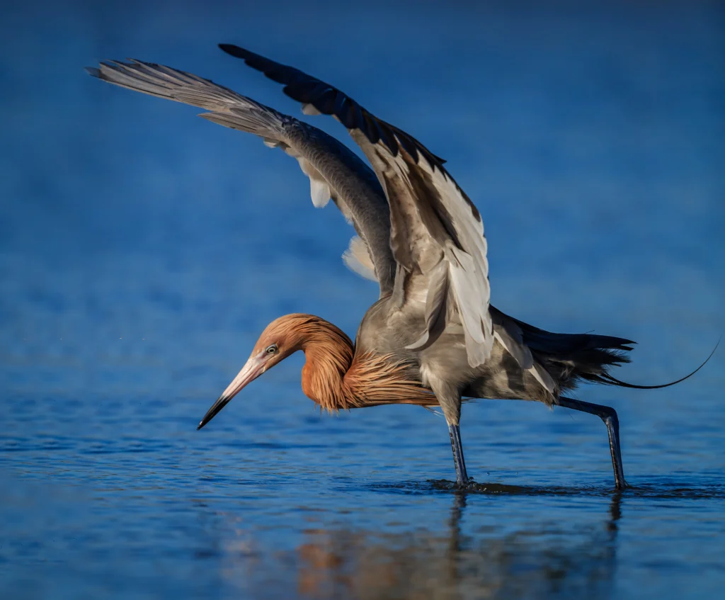 Reddish Egret hunting. By Jo Crebbin/Shutterstock.