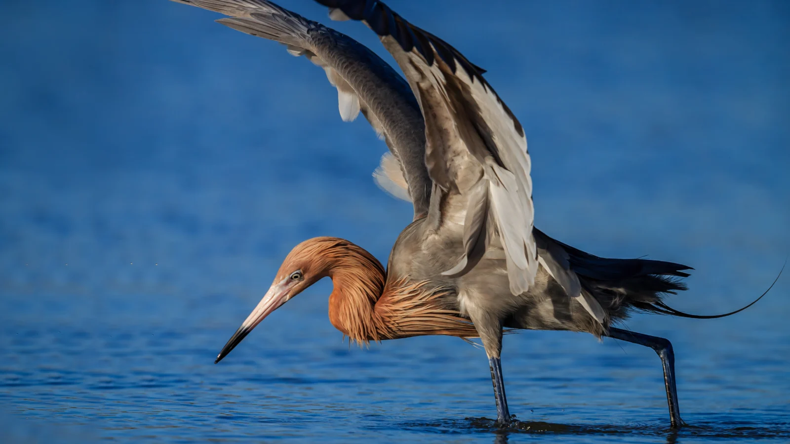 Reddish Egret hunting. By Jo Crebbin/Shutterstock.