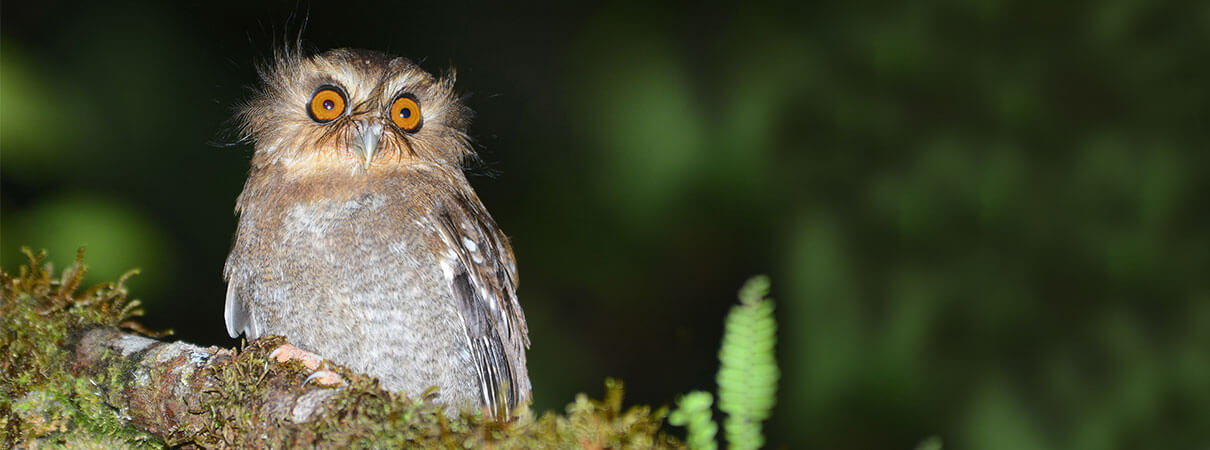 Long-whiskered Owlet. Photo by Alan Van Norman