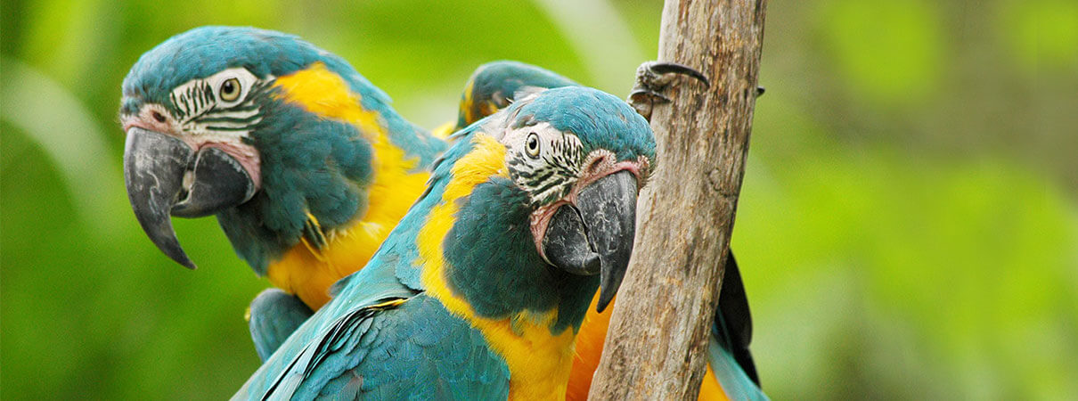 Blue-throated Macaws. Photo by Mark R. Layman/ShutterStock