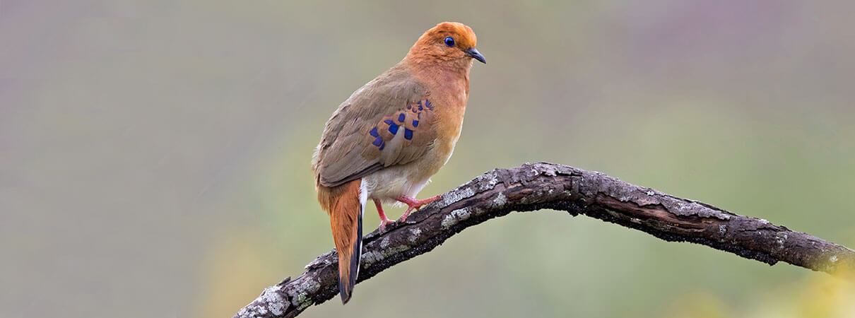 Blue-eyed Ground Dove ranks among the rarest of birds found in South America. Photo by Ciro Albano.