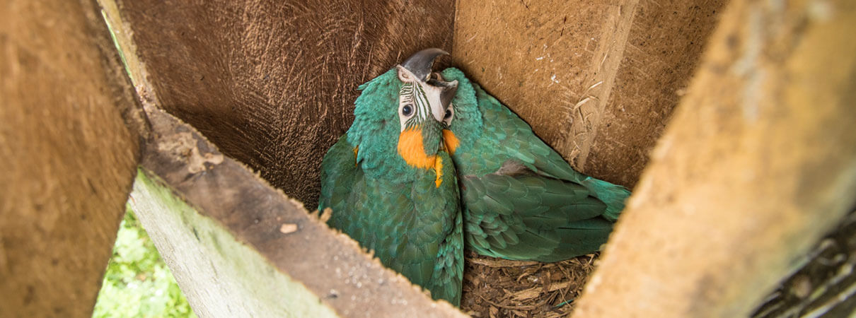 Blue-throated Macaw. Photo by Paul B. Jones