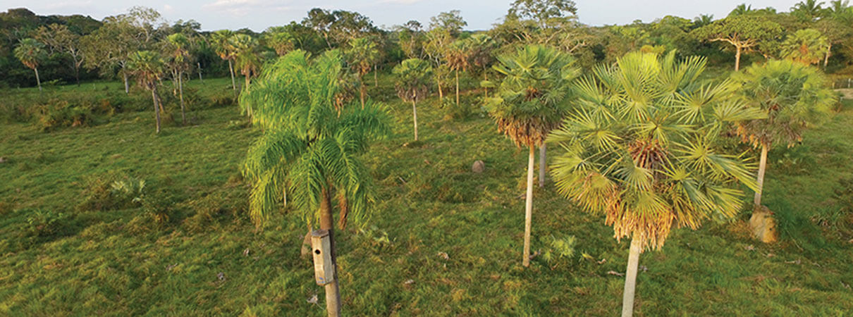 A nest box for Blue-throated Macaws in a palm grove at the new Laney Rickman Reserve. Photo by Tjalle Boorsma