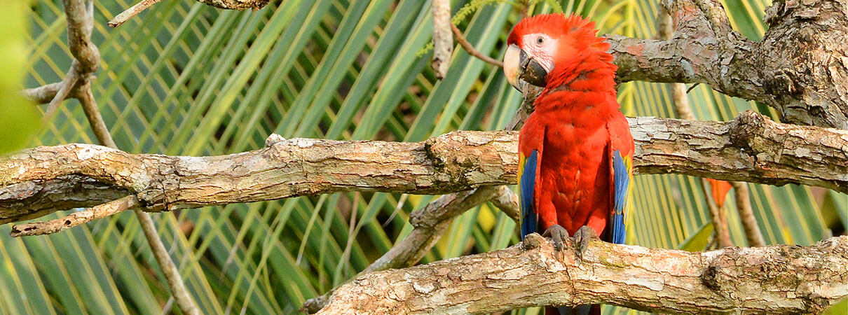 Scarlet Macaw. Photo by Warren Cooke