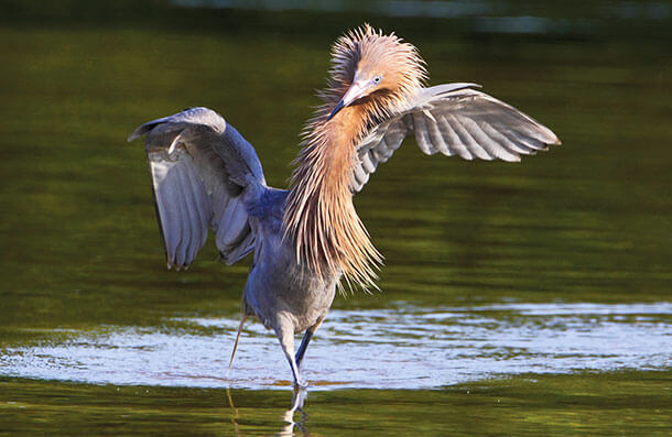 In the Field: Reddish Egret Conservation | American Bird Conservancy