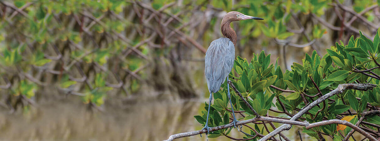 Reddish Egret in mangrove. Photo by FotoRequest/Shutterstock