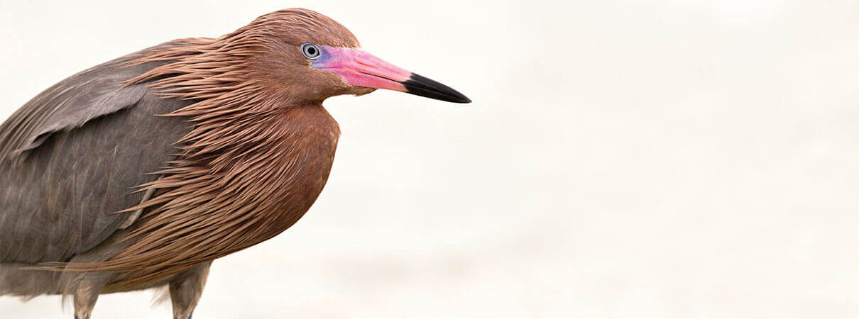 Reddish Egret conservation is led by Pronatura. Photo by Jeff Dyck